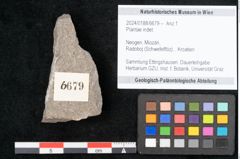 Foto (Objekt + Etikett) von Plantae indet.  (NHMW-GEO-2024-0188-6679)